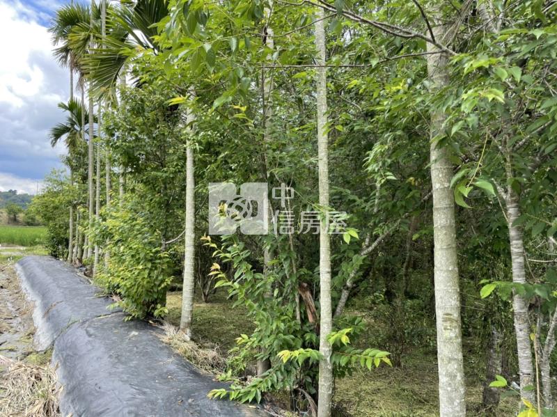 內埔鄉村美田房屋室內格局與周邊環境