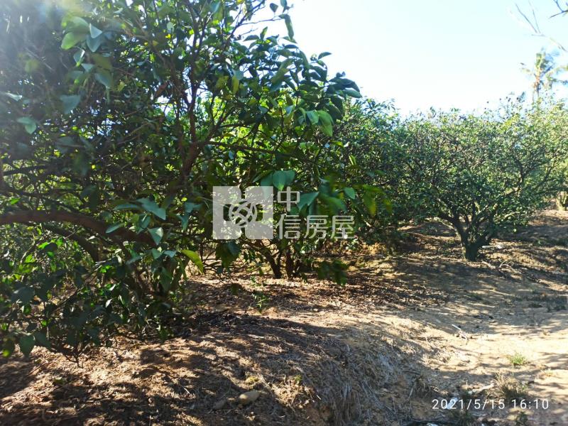 F004A 民雄農地房屋室內格局與周邊環境