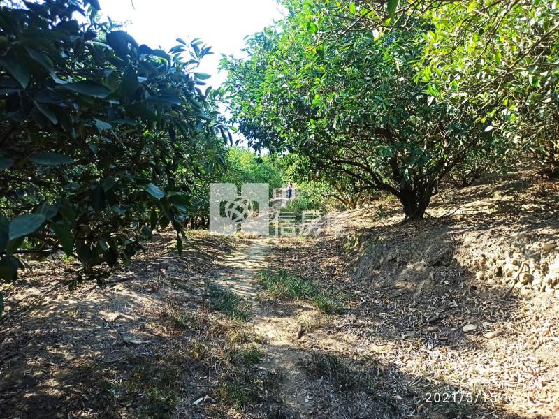 F004A 民雄農地房屋室內格局與周邊環境