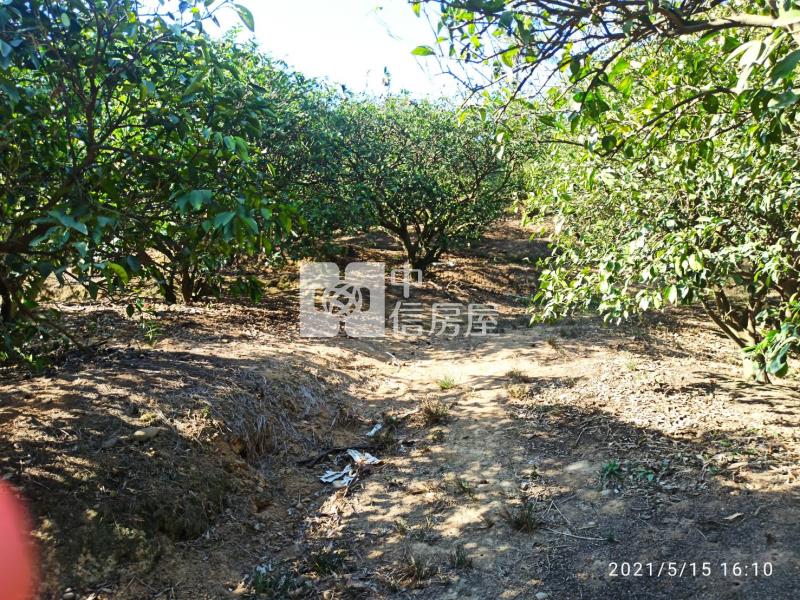 F004A 民雄農地房屋室內格局與周邊環境