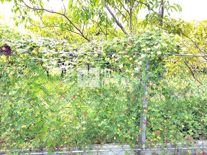 近工研院南分院都內農地(十一)房屋室內格局與周邊環境