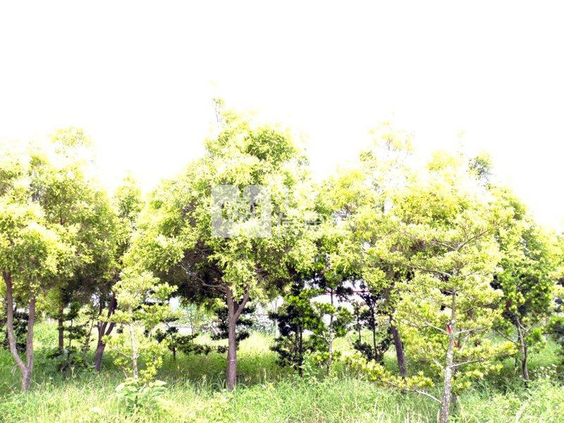 近工研院南分院都內農地(十一)房屋室內格局與周邊環境