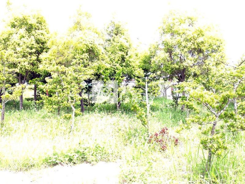 近工研院南分院都內農地(十一)房屋室內格局與周邊環境