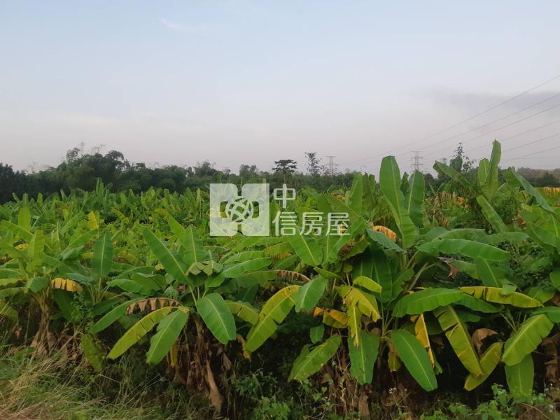 有芭樂有香蕉吃到飽農地房屋室內格局與周邊環境