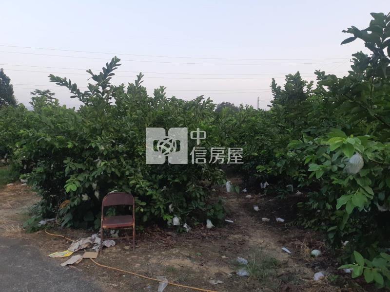 有芭樂有香蕉吃到飽農地房屋室內格局與周邊環境