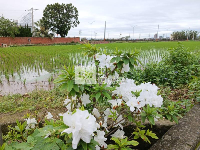【安家】山東國小月桃路近青埔農地雙面臨路房屋室內格局與周邊環境