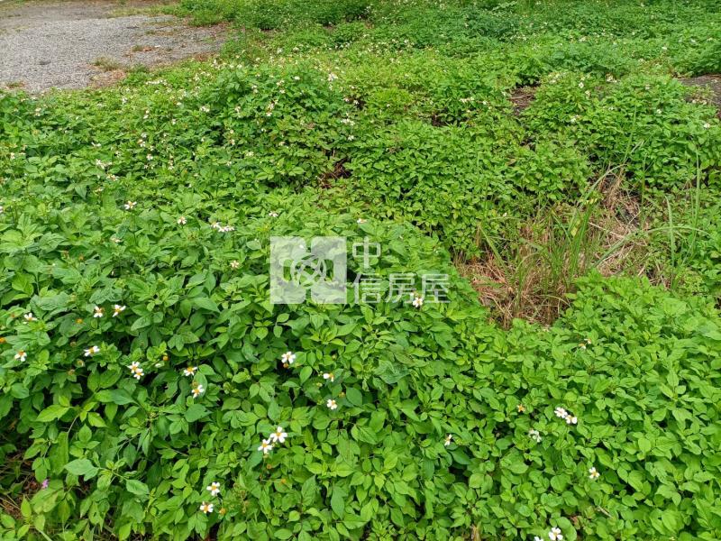 D206礁溪溫泉地房屋室內格局與周邊環境