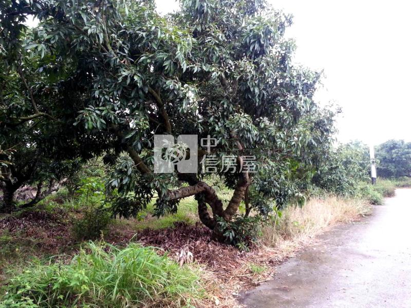 新化那拔林優質農地房屋室內格局與周邊環境
