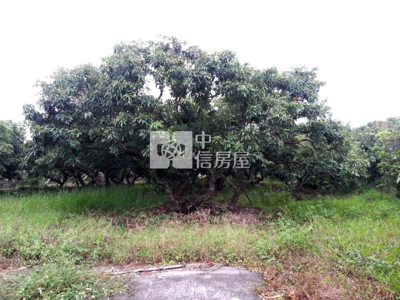 新化那拔林優質農地房屋室內格局與周邊環境