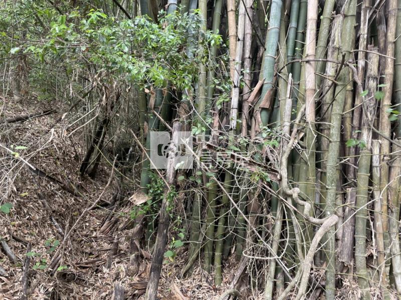 北港溪山坡地房屋室內格局與周邊環境