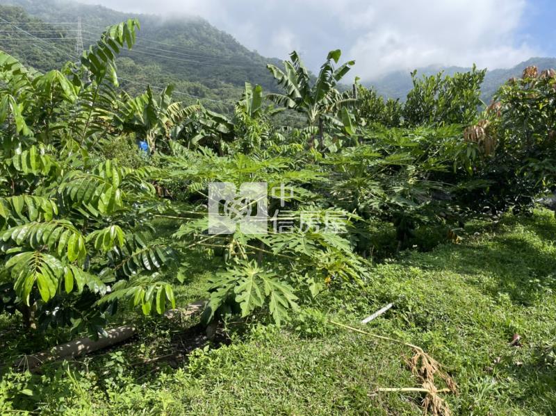 國姓開心農場房屋室內格局與周邊環境