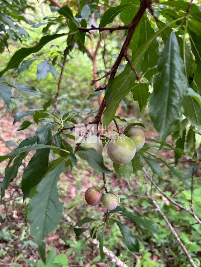 苗栗三灣休閒水果園地房屋室內格局與周邊環境