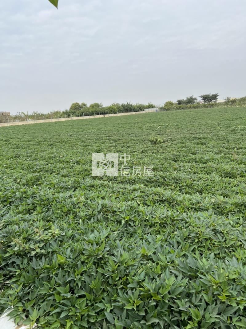 中洲24米路農地房屋室內格局與周邊環境