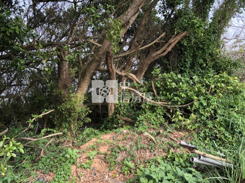 苗栗後龍美農地一般農業區、置產節稅佳、低單價房屋室內格局與周邊環境
