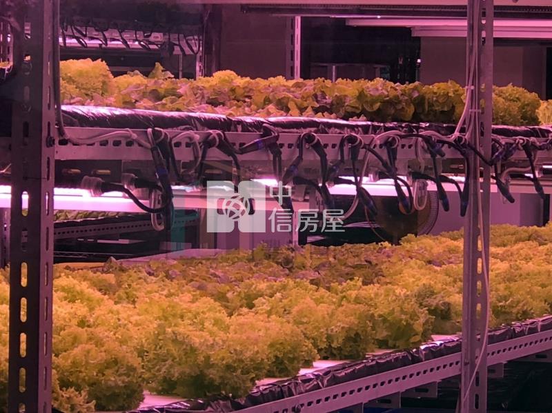 【豐禾】(專)龍潭渴望會館超市旁美農地房屋室內格局與周邊環境