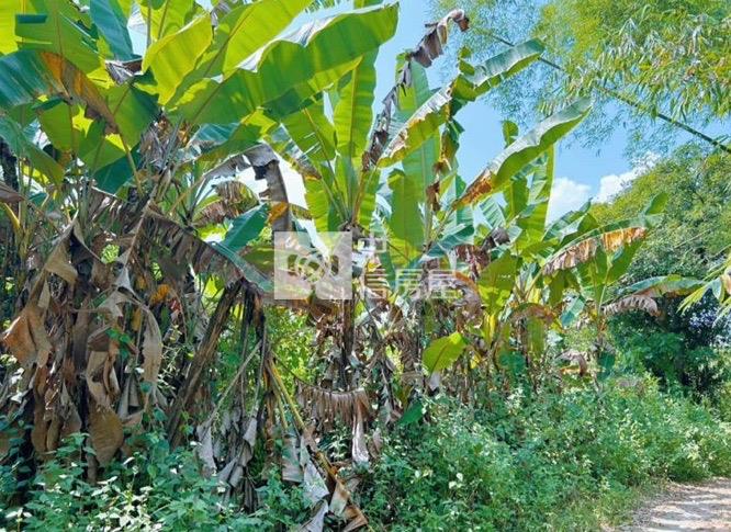 左鎮台20線1878持分農地房屋室內格局與周邊環境