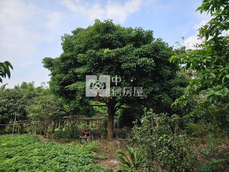 【豐禾】楊梅高雙段美農地加資材室房屋室內格局與周邊環境
