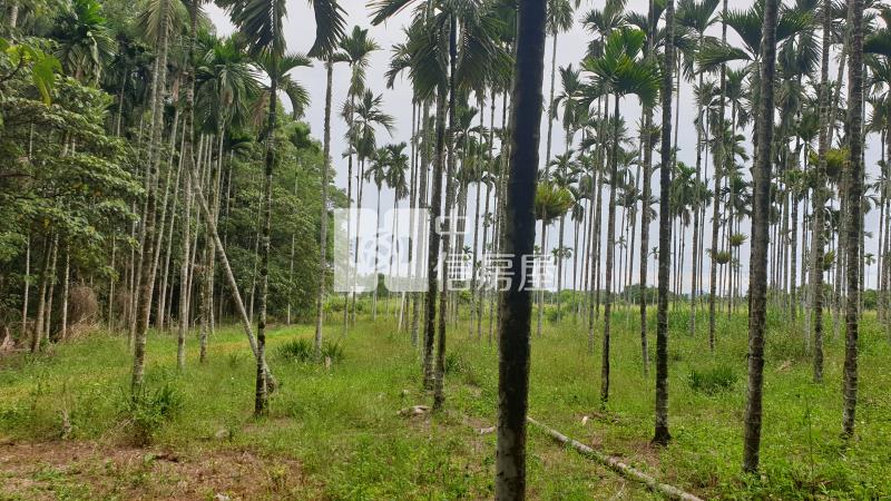 蜜香紅茶專區方正土地釋出房屋室內格局與周邊環境