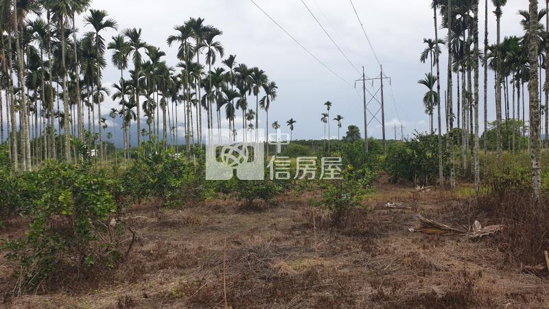 蜜香紅茶專區方正土地釋出房屋室內格局與周邊環境