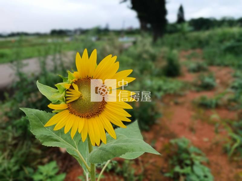 【安家】山東國小近圓光路雙面臨路800坪農地房屋室內格局與周邊環境