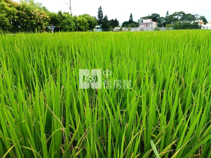 【安家】山東國小近圓光路雙面臨路800坪農地房屋室內格局與周邊環境
