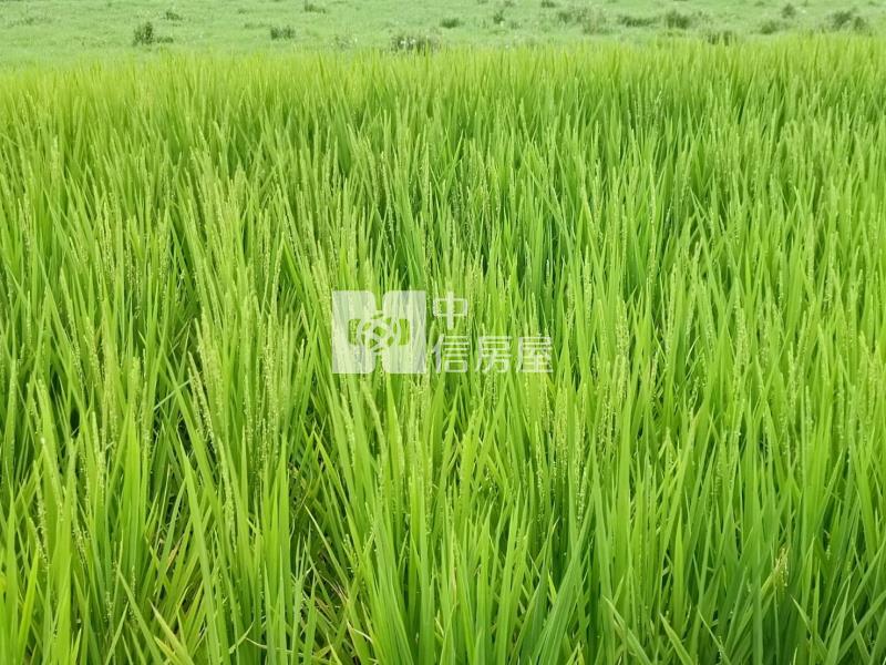 【安家】山東國小近圓光路雙面臨路800坪農地房屋室內格局與周邊環境