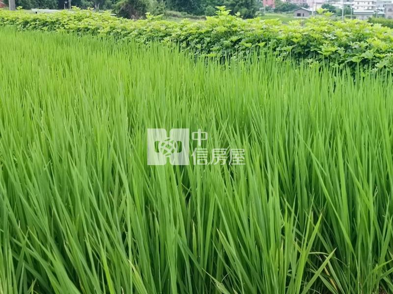 【安家】山東國小近圓光路442坪農地1房屋室內格局與周邊環境