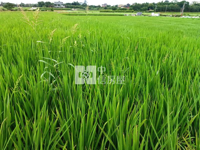 【安家】山東國小近圓光路442坪農地1房屋室內格局與周邊環境