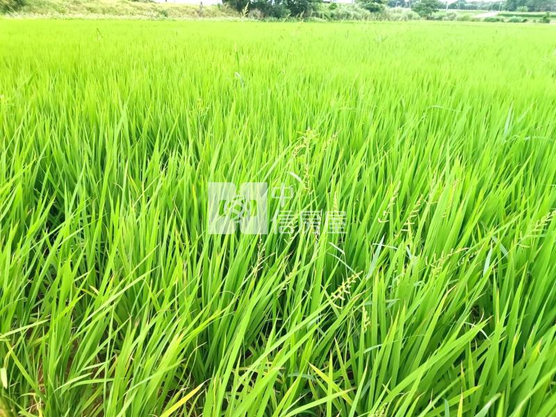 【安家】山東國小近圓光路442坪農地2房屋室內格局與周邊環境