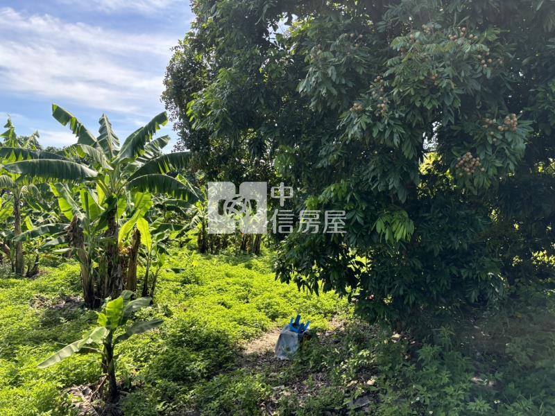 斗六梅林農地房屋室內格局與周邊環境