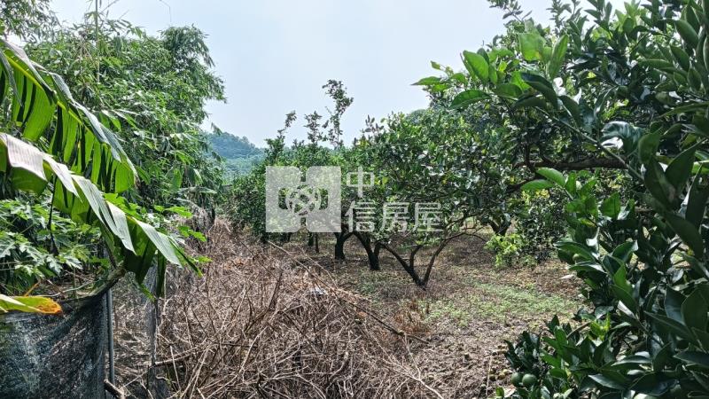 林內農地房屋室內格局與周邊環境