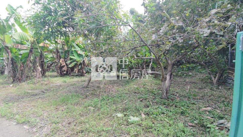 大溪瑞安段正10米路旁一般農房屋室內格局與周邊環境