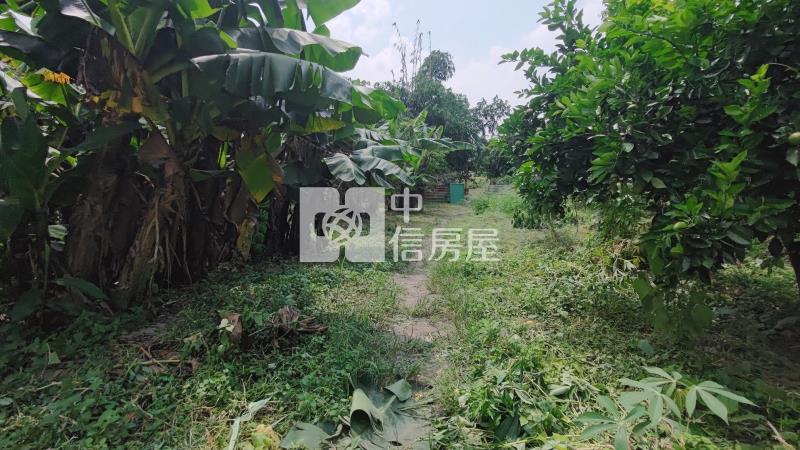 大溪瑞安段正10米路旁一般農房屋室內格局與周邊環境