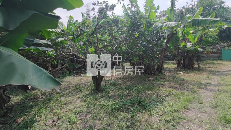 大溪瑞安段正10米路旁一般農房屋室內格局與周邊環境