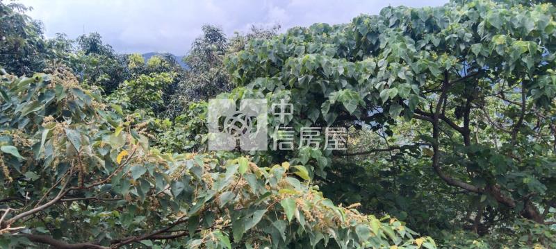 台東知本山坡保育林業用地房屋室內格局與周邊環境