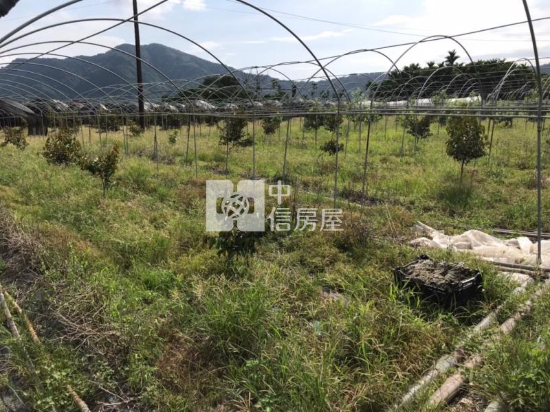 六龜5.9分黃金果收租美農地房屋室內格局與周邊環境