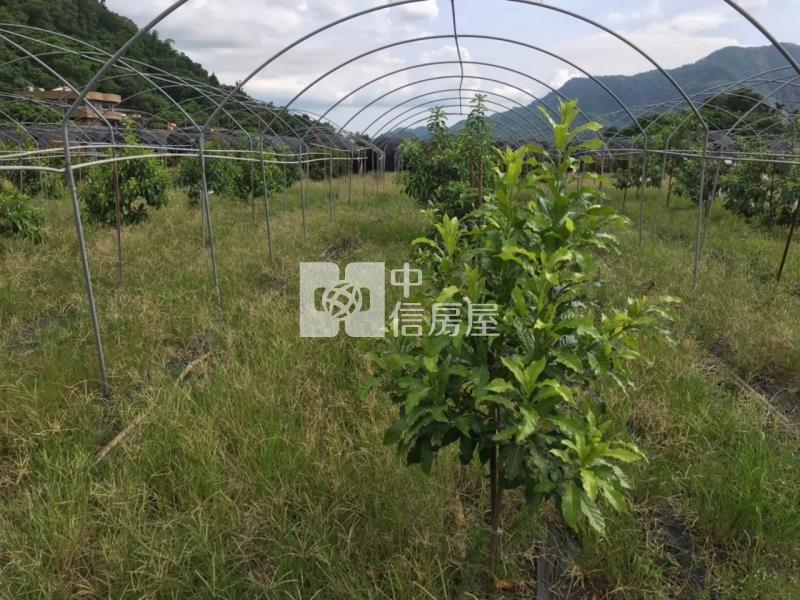 六龜5.9分黃金果收租美農地房屋室內格局與周邊環境
