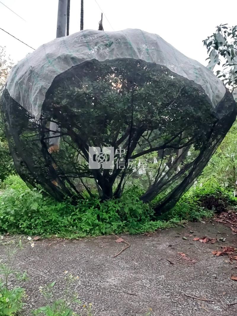 六甲區大丘園段有水電地上權果園地A房屋室內格局與周邊環境