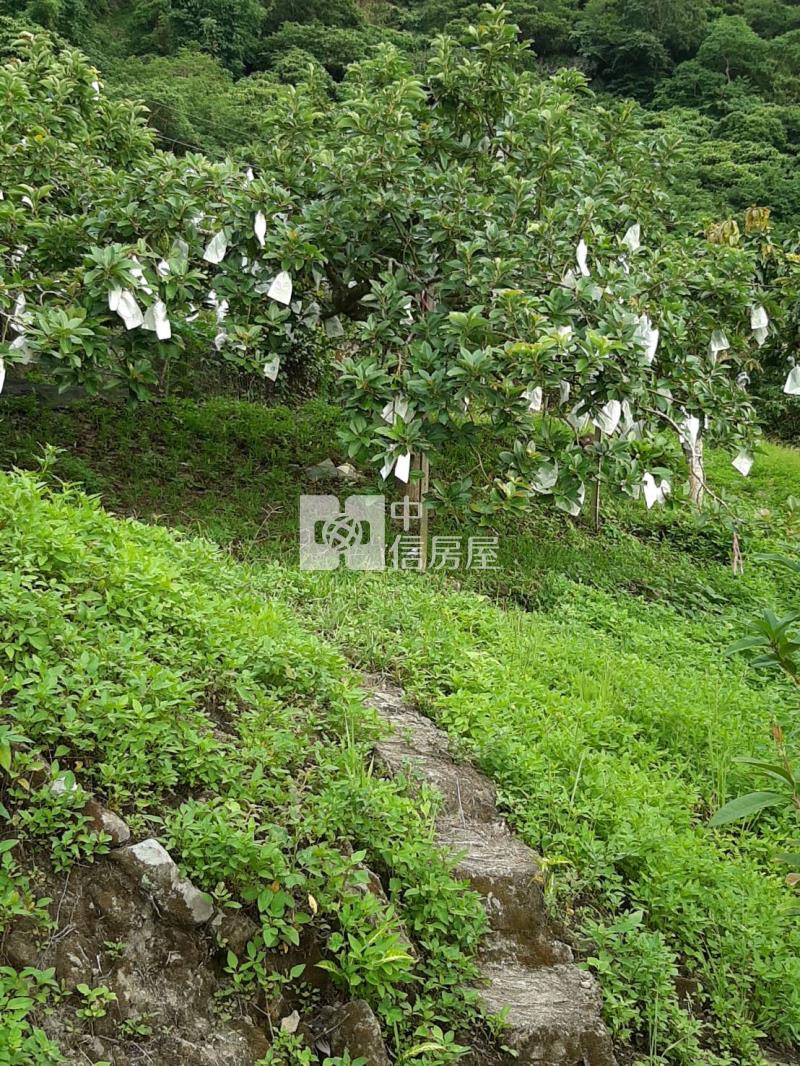 六甲區大丘園段有水電地上權果園地B房屋室內格局與周邊環境
