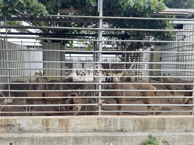 二林知名觀光鹿場房屋室內格局與周邊環境