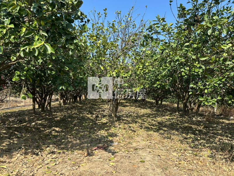 前後班段柚多都內農地房屋室內格局與周邊環境