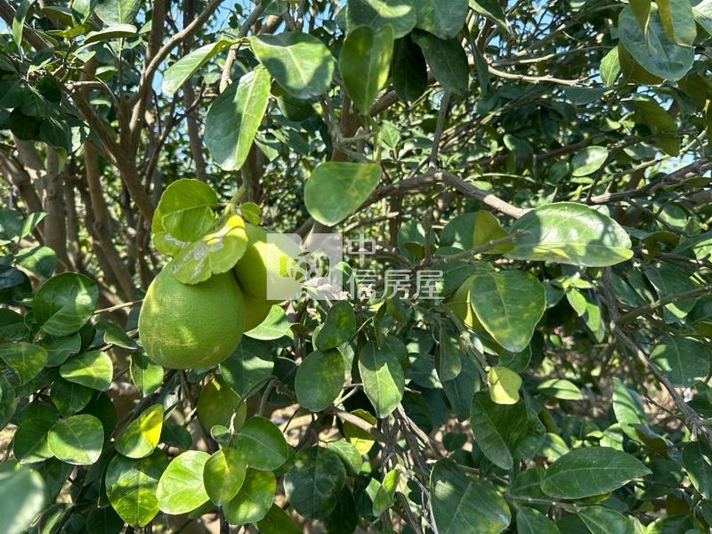 前後班段柚多都內農地房屋室內格局與周邊環境