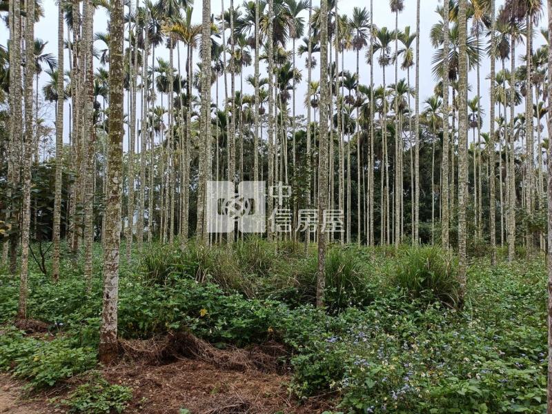大坪美農地房屋室內格局與周邊環境