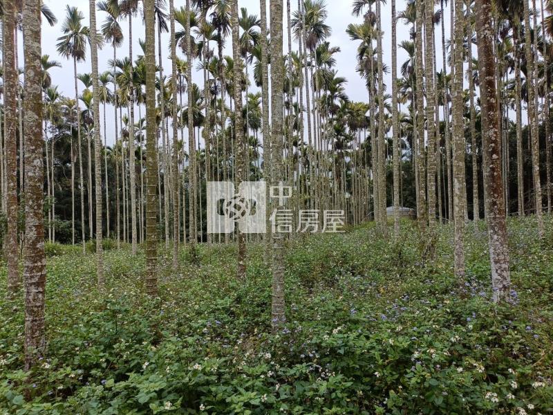 大坪美農地房屋室內格局與周邊環境