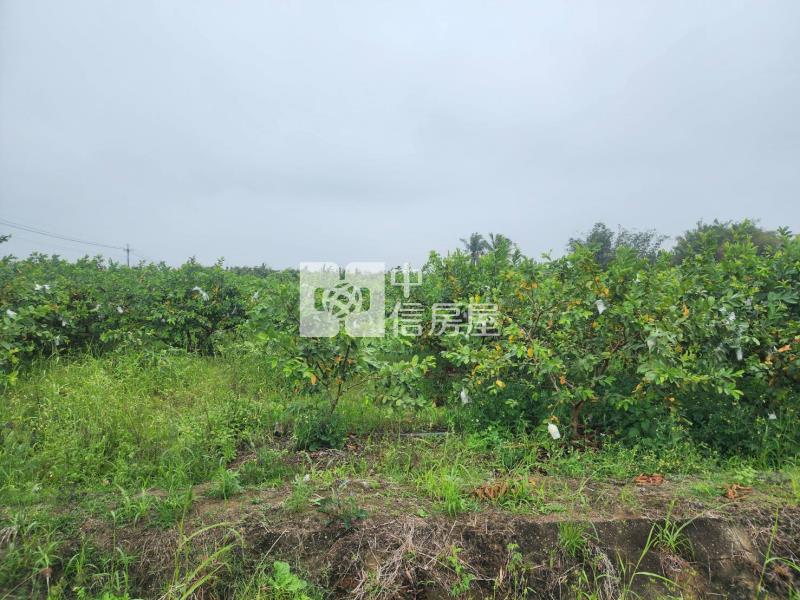 台20線望明段千坪芭樂園房屋室內格局與周邊環境