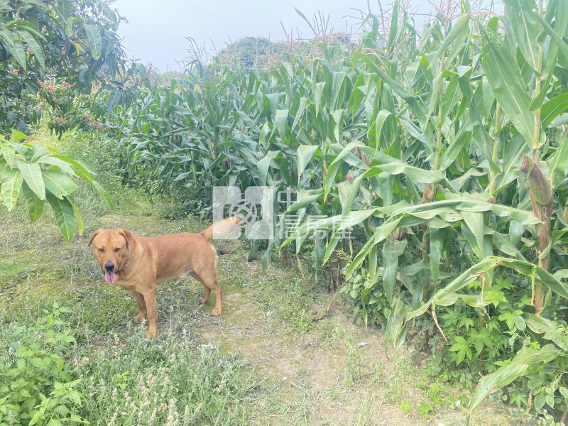 民生社區旁正農地房屋室內格局與周邊環境