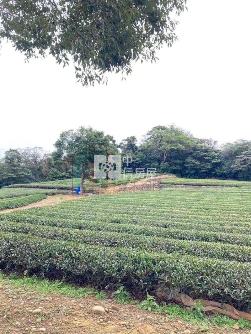【豐禾】近龍潭三和國小千坪美茶園房屋室內格局與周邊環境