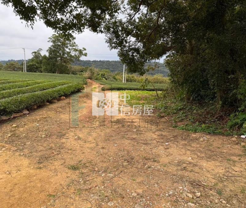【豐禾】近龍潭三和國小千坪美茶園房屋室內格局與周邊環境