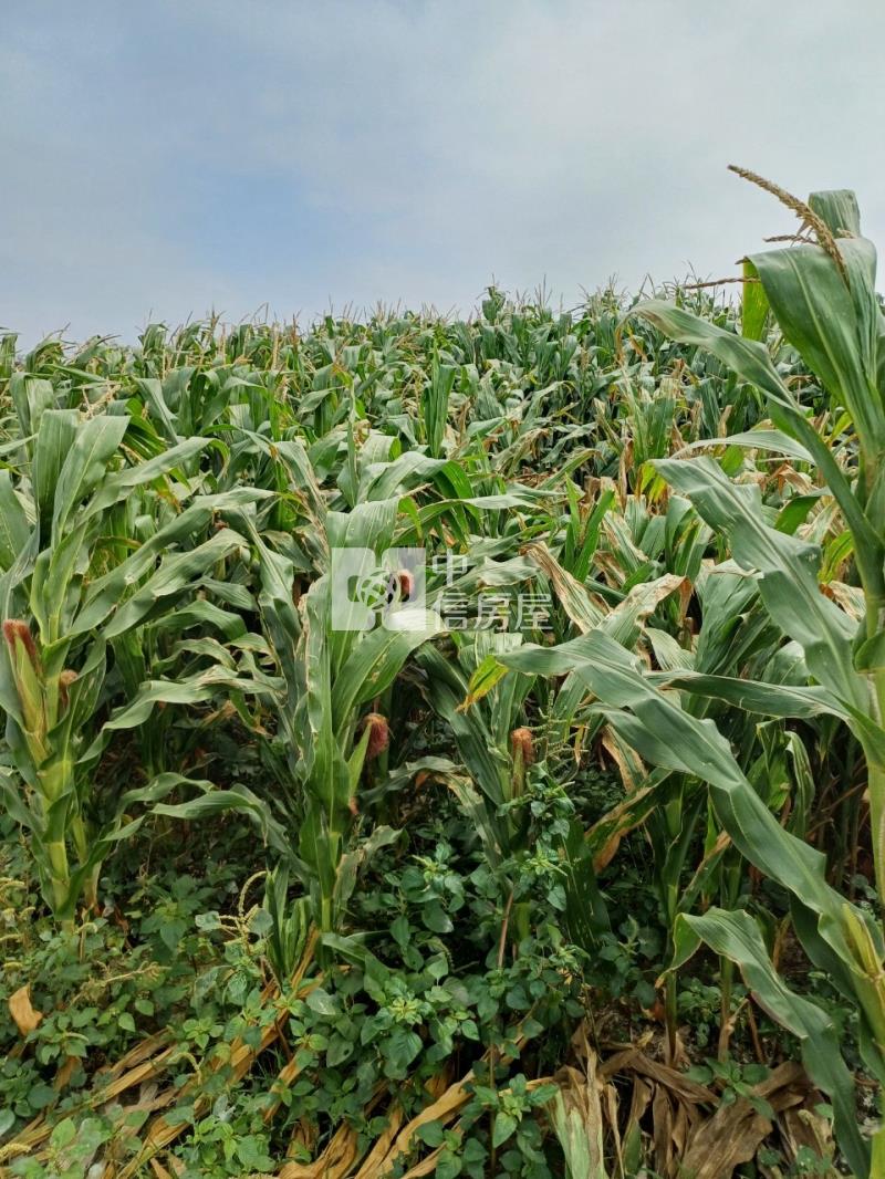 新營386坪大面寬美農地房屋室內格局與周邊環境