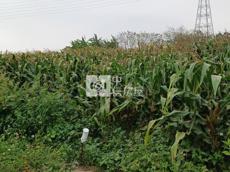 新營386坪大面寬美農地房屋室內格局與周邊環境